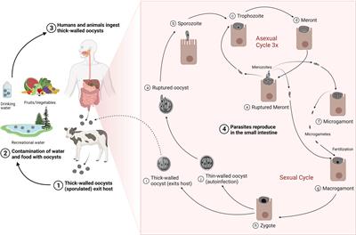 Past, current, and potential treatments for cryptosporidiosis in humans and farm animals: A comprehensive review